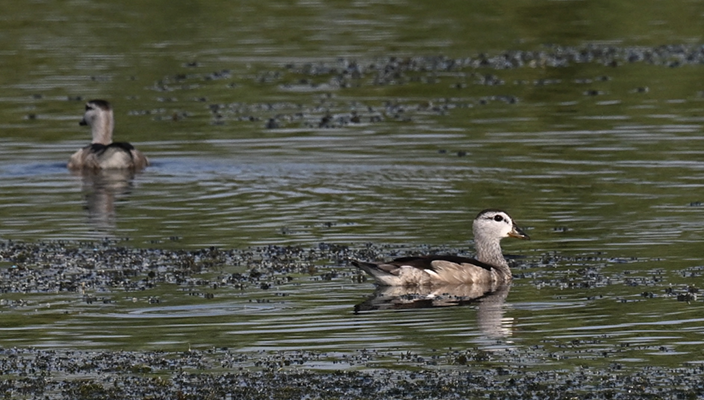 罕见！“世界最小鸭子”现身白马湖